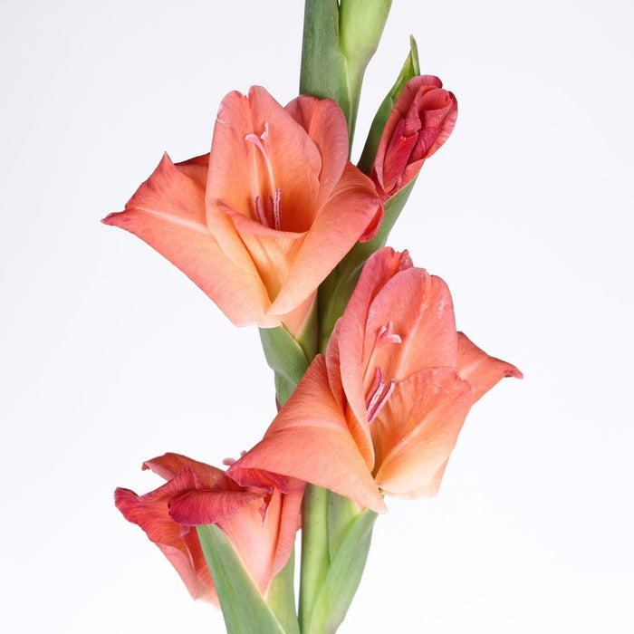 Gladiolus red