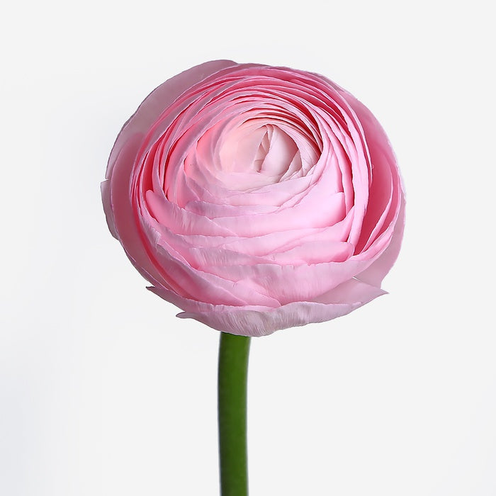 Ranunculus pink