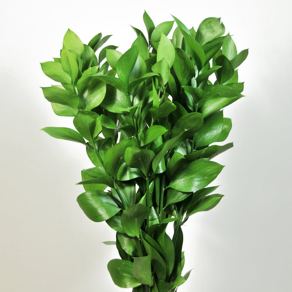 RUSCUS ISRAELI 10 pcs