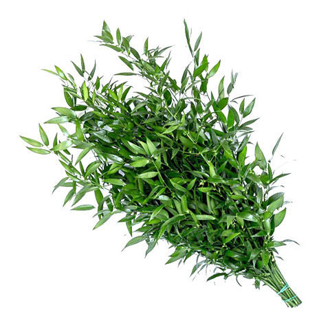 RUSCUS ITALY 10 pcs