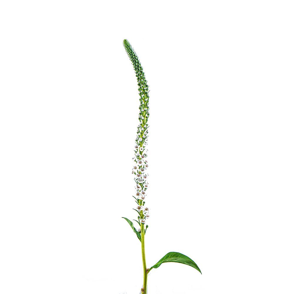 Lysimachia