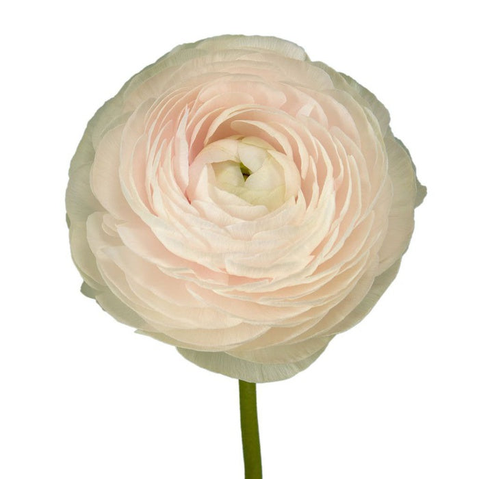 Powdery Ranunculus