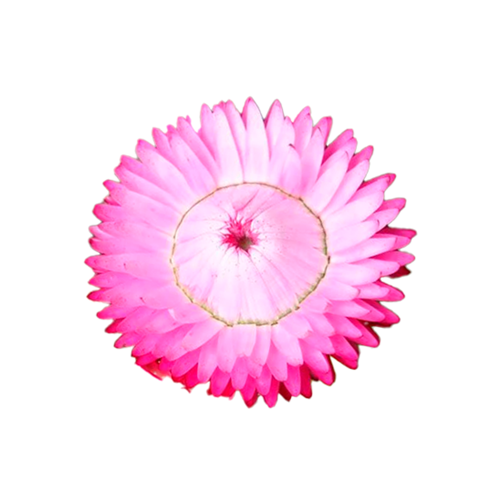 Helychrisum Pink