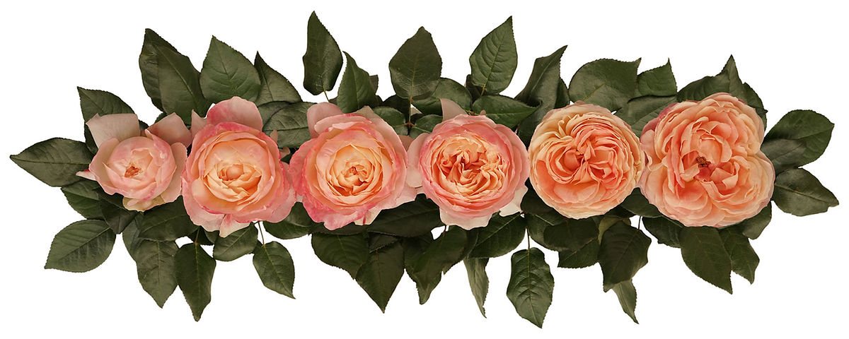 PRINCESS AIKO® (BELOVED)