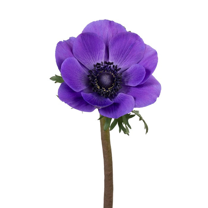 Anemone violetova