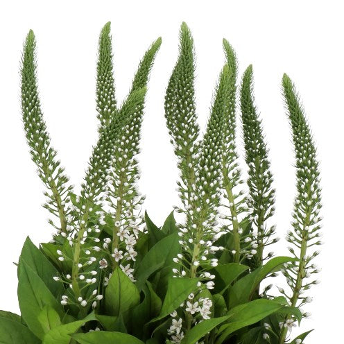 LYSIMACHIA
