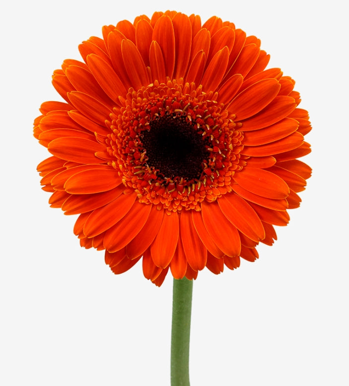 Gerbera