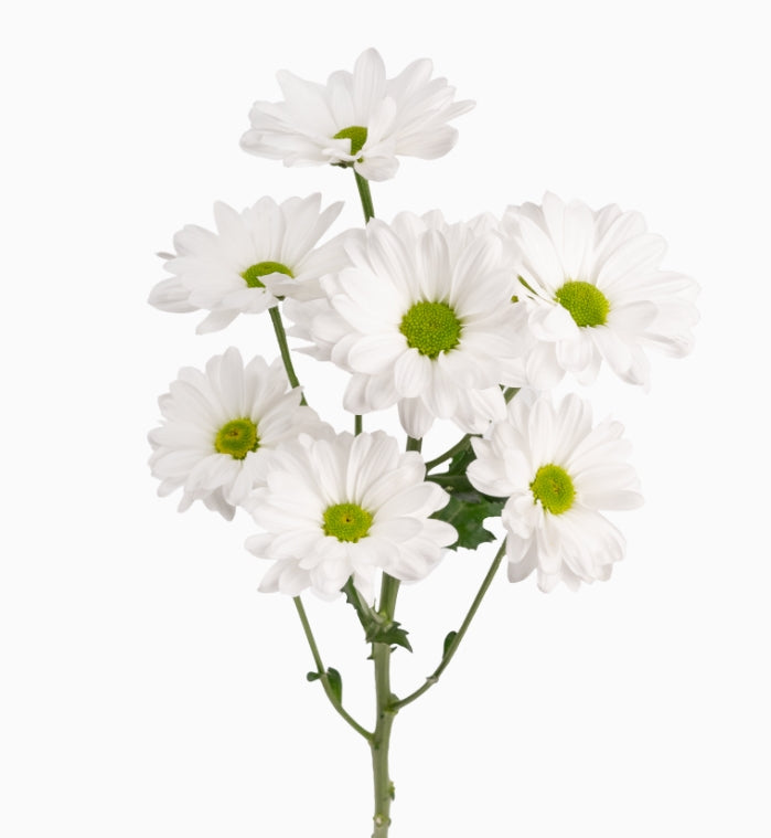 Chrysanthemum