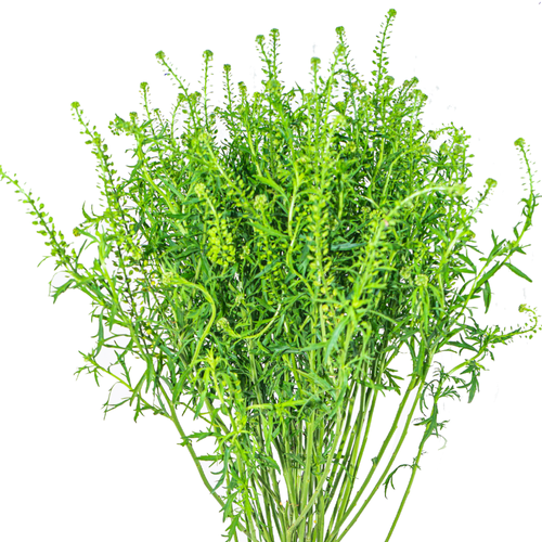 LEPIDIUM