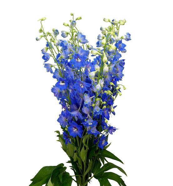 DELPHINIUM