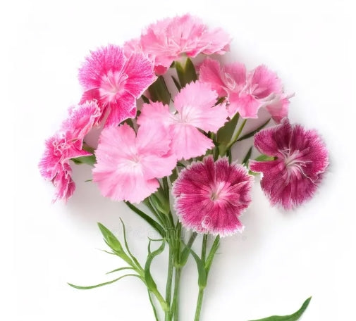 DIANTHUS SWEET WILLIAM