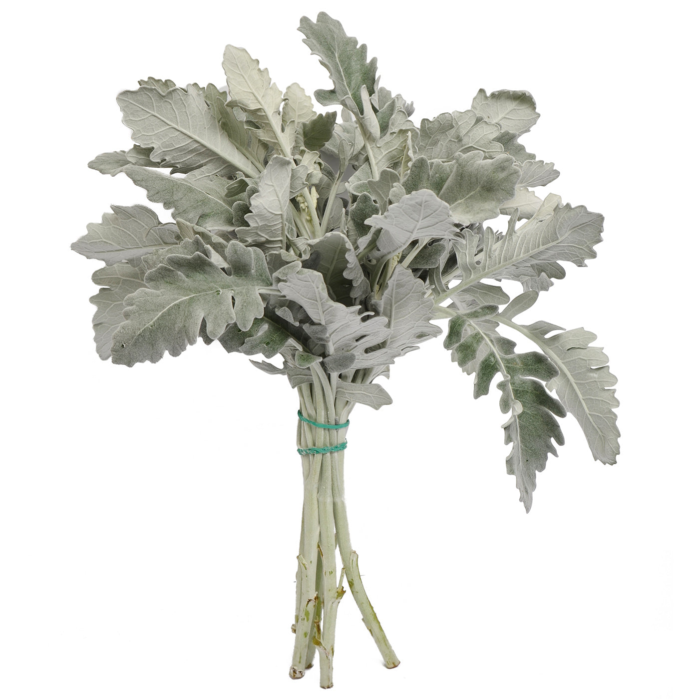 DUSTY MILLER