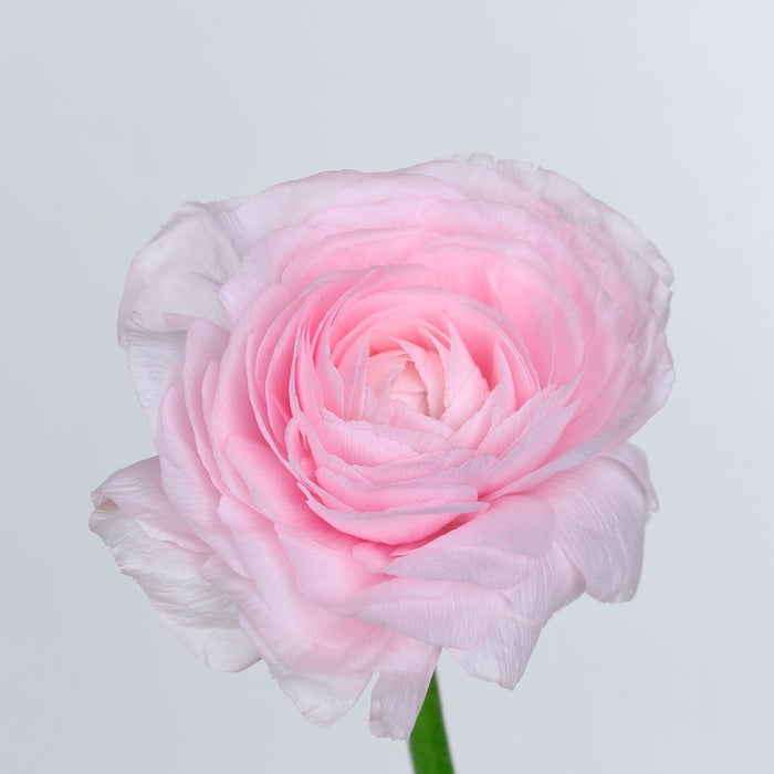RANUNCULUS