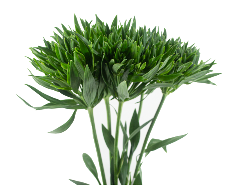 ALSTROEMERIA GREEN PLANET