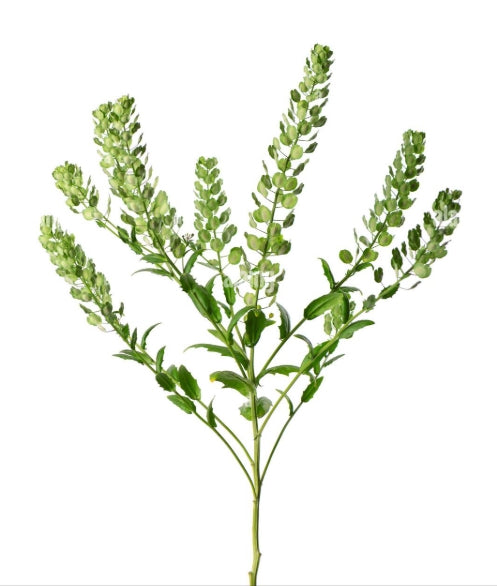 PENNYCRESS