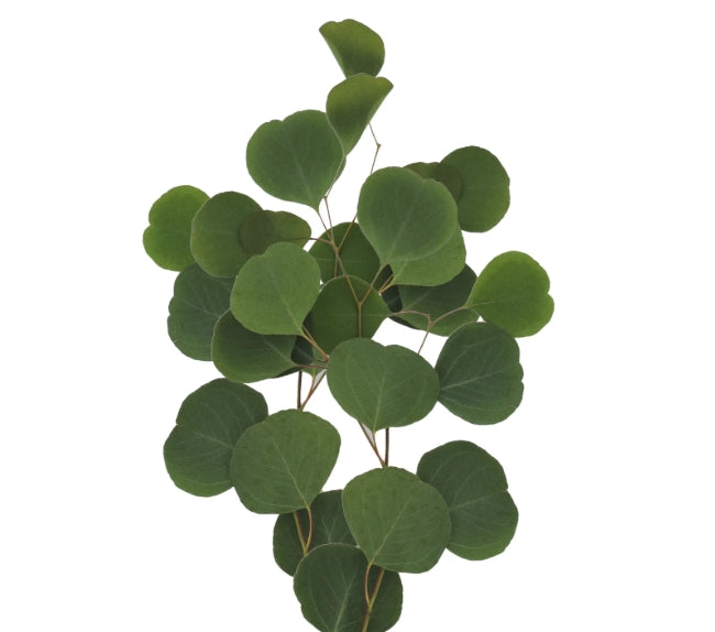 EUCALYPTUS SILVER DOLLAR