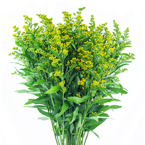 SOLIDAGO
