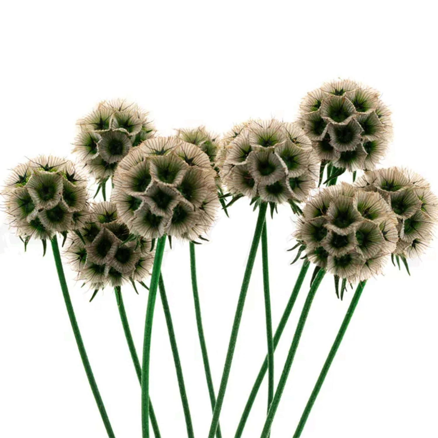 SCABIOSA STELLATA