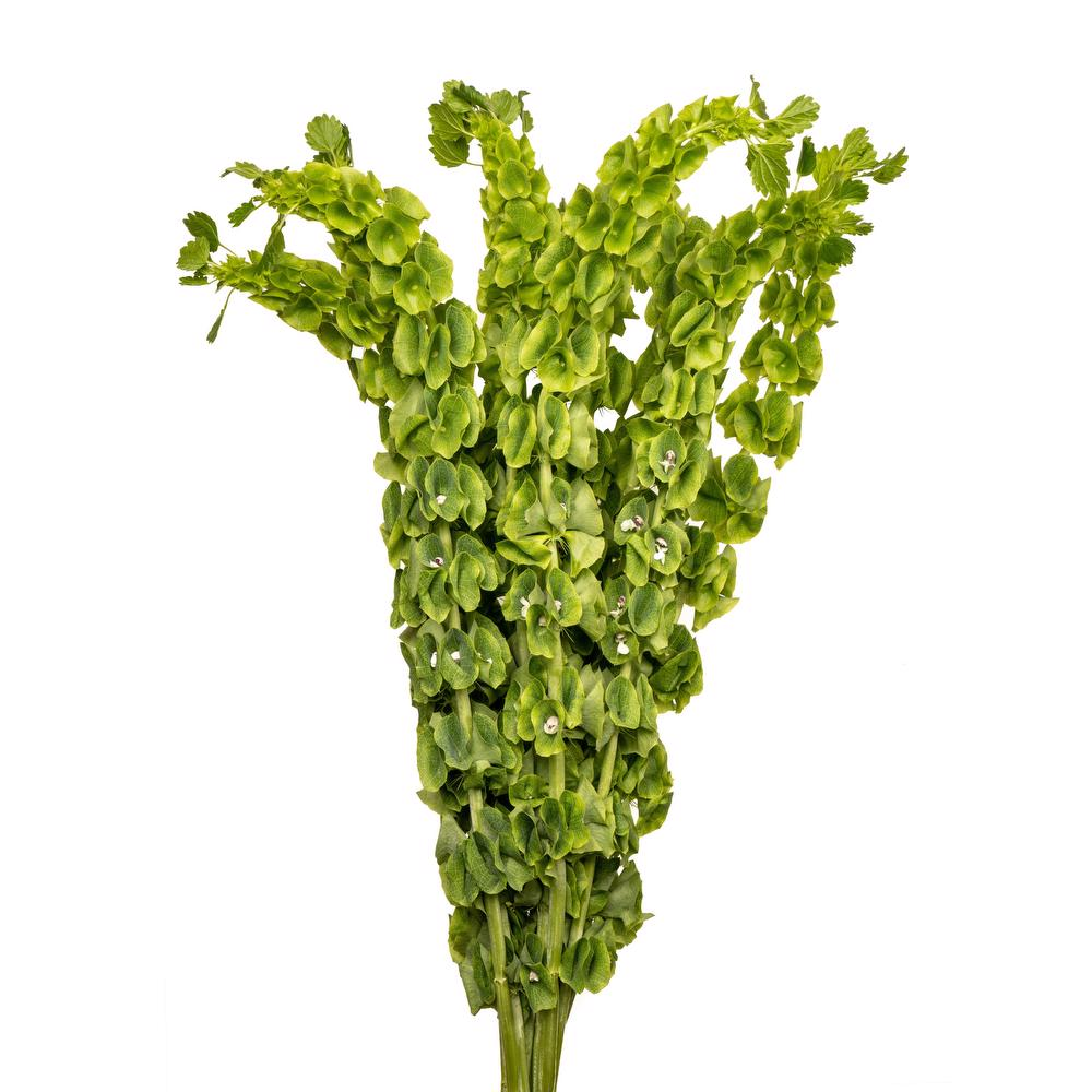 MOLUCCELLA