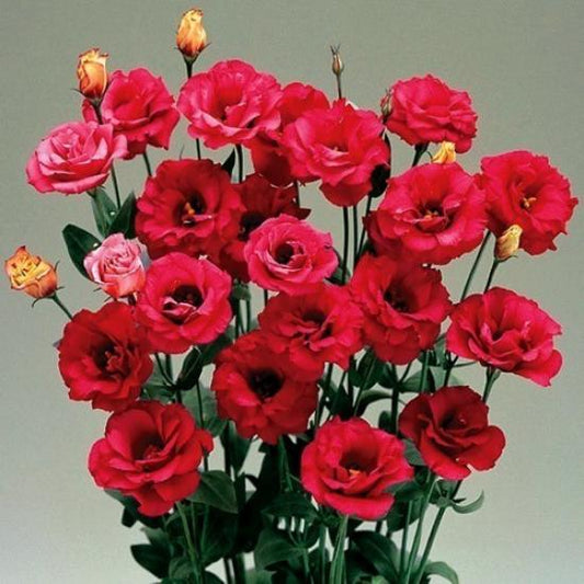 LISIANTHUS Mariachi Carmine