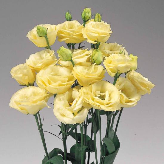 LISIANTHUS Rosita 2 Yellow