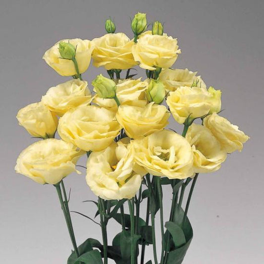 LISIANTHUS Rosita 2 Yellow