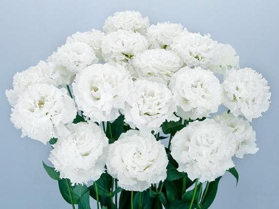 LISIANTHUS Celebrich 2 White