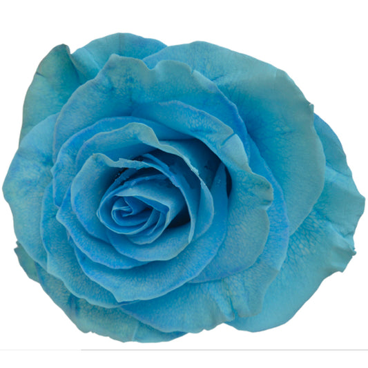 Painted Rose