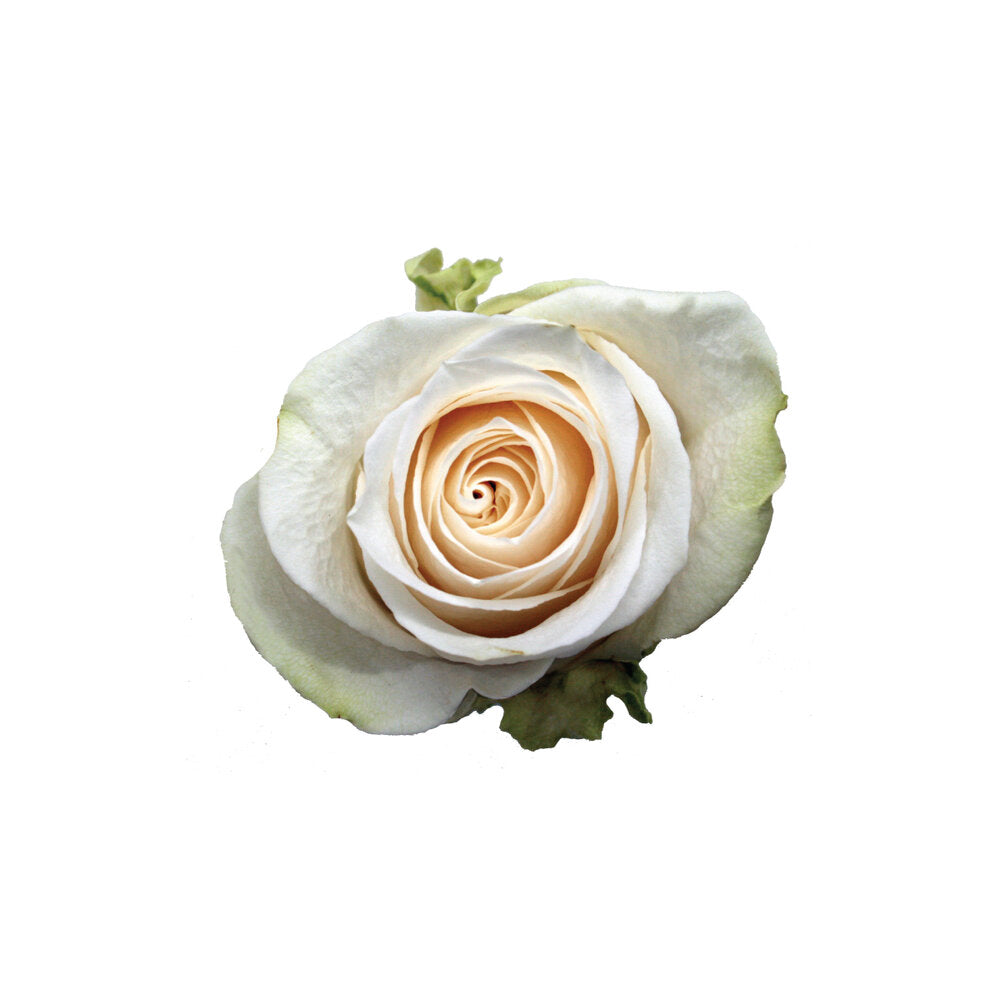 ROSE Vendela