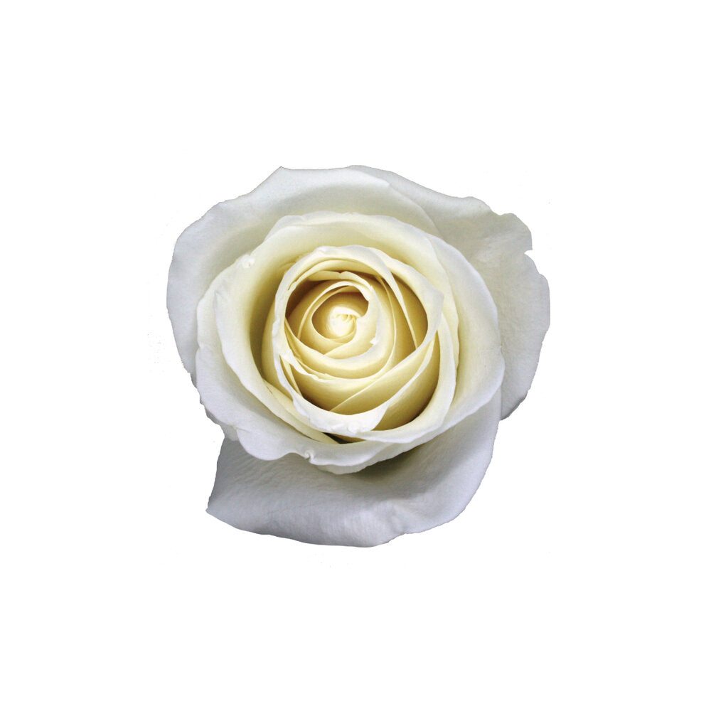 ROSE Tibet