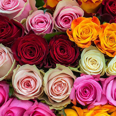 ROSE MIX