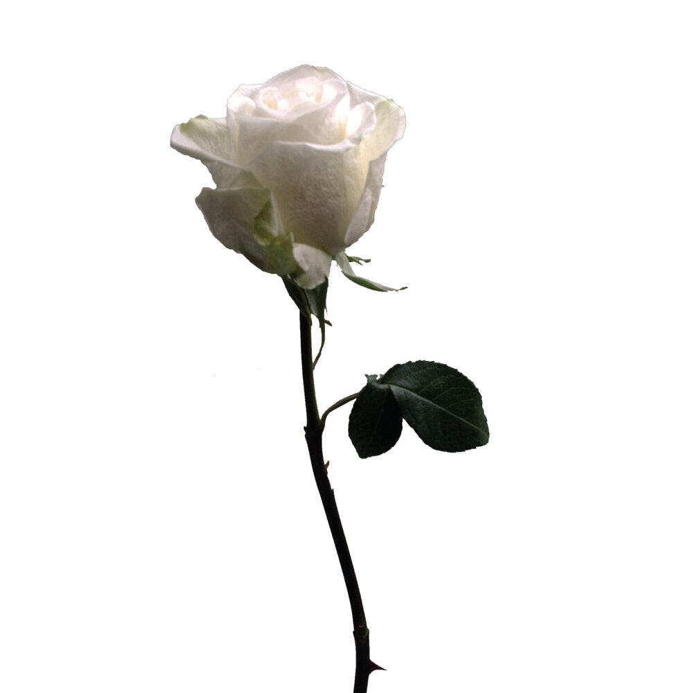 ROSE Vendela