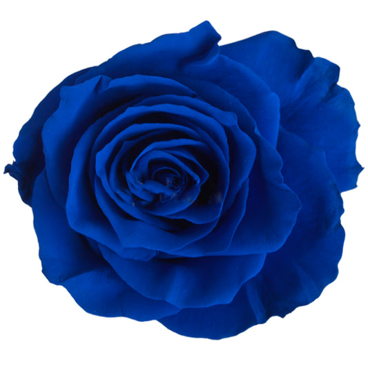 Painted Rose