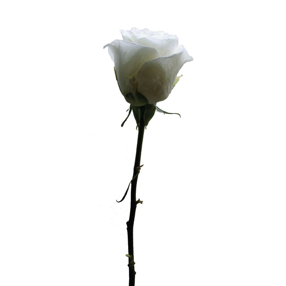 ROSE Tibet