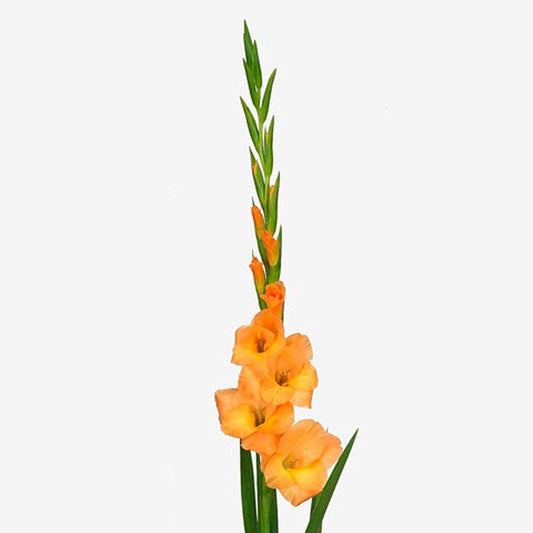 Gladiolus cappuccino