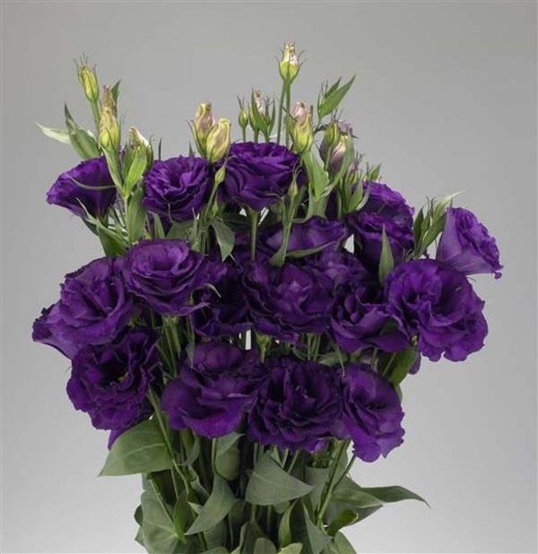 LISIANTHUS purple