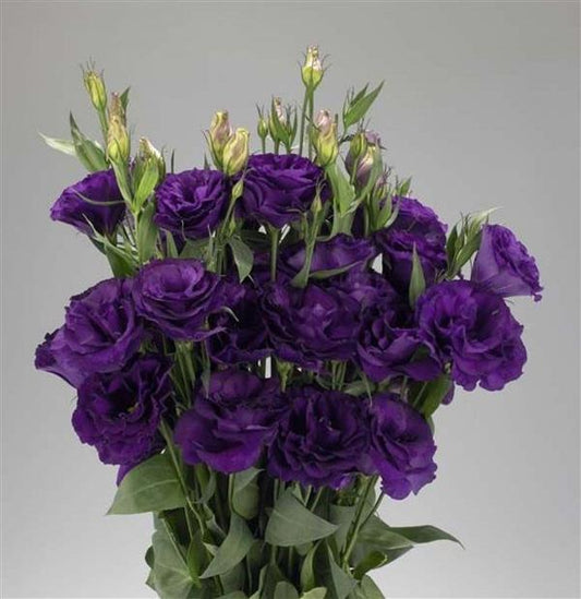 LISIANTHUS purple