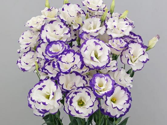 LISIANTHUS Megalo 2 Blue Picotee MAX