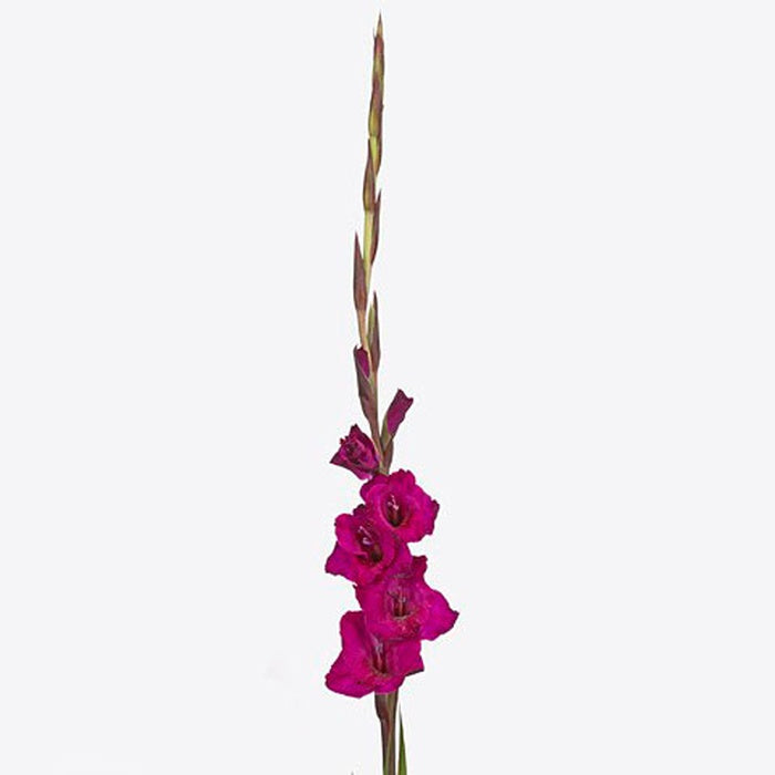 Gladiolus raspberry