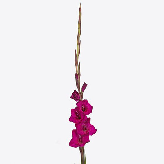 Gladiolus raspberry