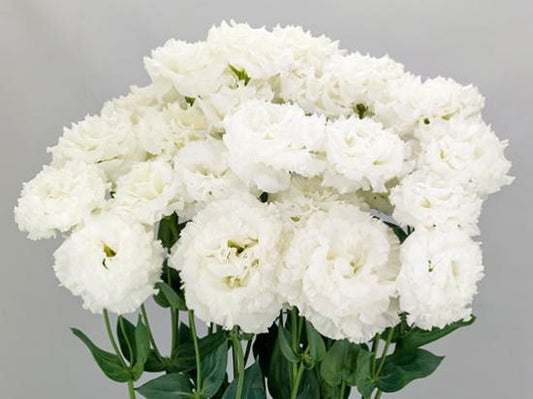 LISIANTHUS Celeb 2 Сhrystal