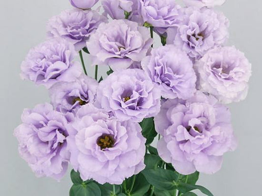 LISIANTHUS Megalo 3 Wisteria