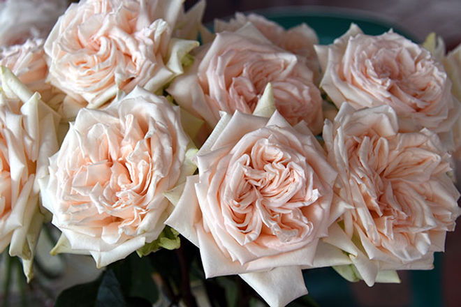 PRINCESS MAYA® (NIGHT RAIN)