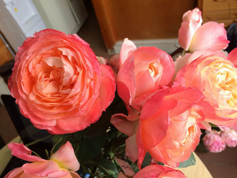 PRINCESS AIKO® (BELOVED)