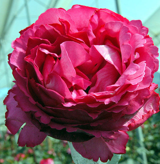 YVES PIAGET® (Meivildo)