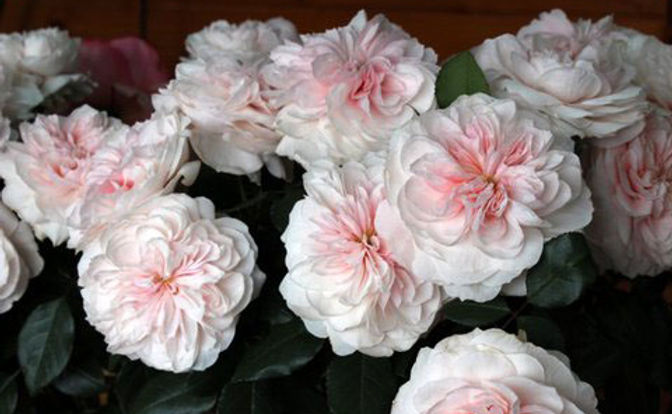 SABRINA® (Meiptorius)