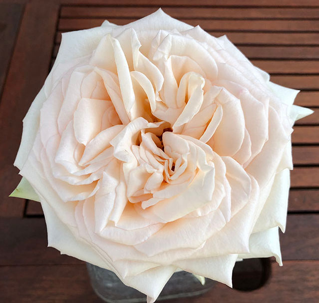 PRINCESS MAYA® (NIGHT RAIN)