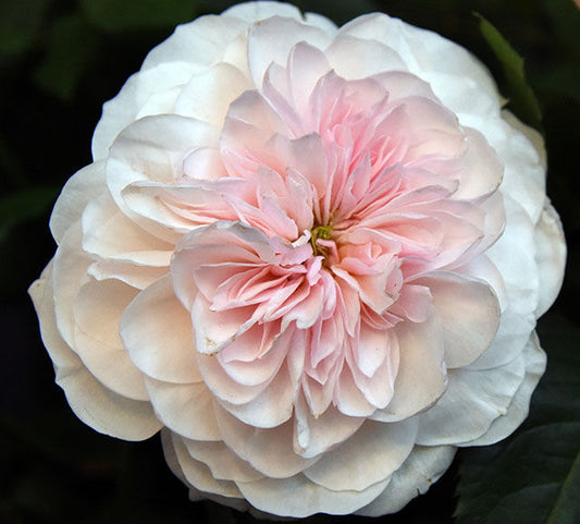 SABRINA® (Meiptorius)