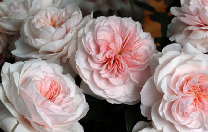 SABRINA® (Meiptorius)