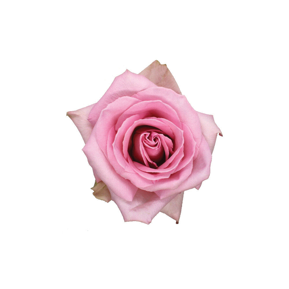ROSE Sophie